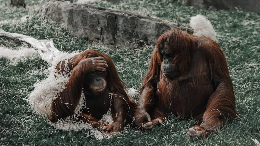 Two orangutans resting together on a grassy area, showcasing their natural behavior and habitat.